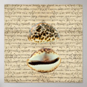 Poster Coques de cowrie (Devant)