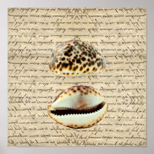 Poster Coques de cowrie (Devant)