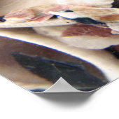 Poster Coques de mer (Coin)