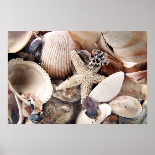 Poster Coques de mer (Devant)