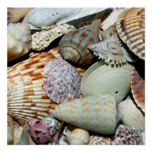 Poster Coques de mer