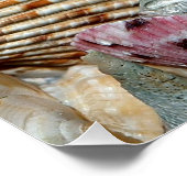 Poster Coques de mer (Coin)