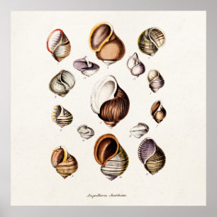 Poster Coques de mer vintages Coquille de voile rétro per
