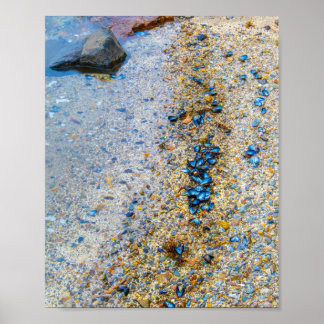 Poster Coques de moules dans le Maine