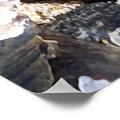 Poster Coques de palourdes d'eau douce (Coin)