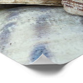 Poster Coques de physe (Coin)