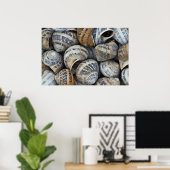 Poster Coques de physe (Bureau à domicile)