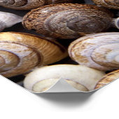 Poster Coques des escargots (Coin)