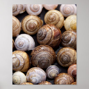 Poster Coques des escargots