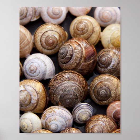 Poster Coques des escargots (Devant)
