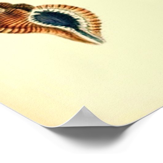 Poster Coques marines vintages (Coin)