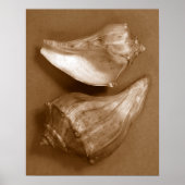 Poster Coques sensuelles (Devant)