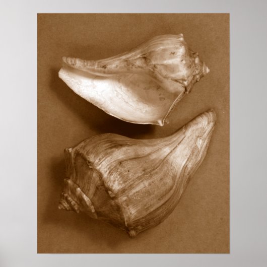 Poster Coques sensuelles (Devant)