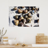 Poster Coques SNAIL (Cuisine)