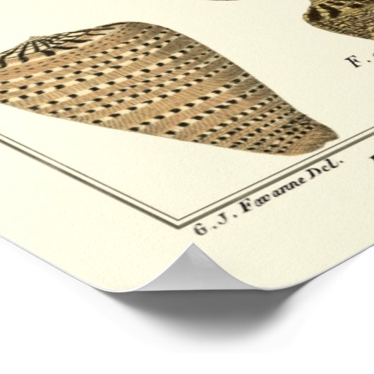 Poster Coques vintages (Coin)