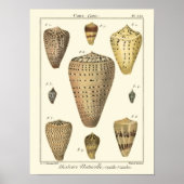 Poster Coques vintages (Devant)