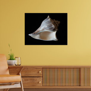 Poster Coquillage