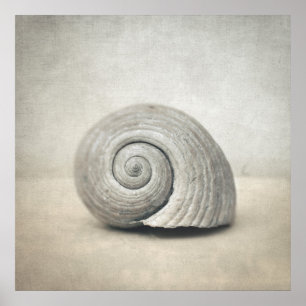 Poster Coquillage