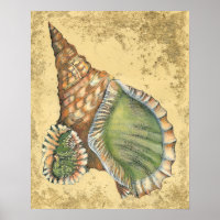 Coquillage Brown et vert