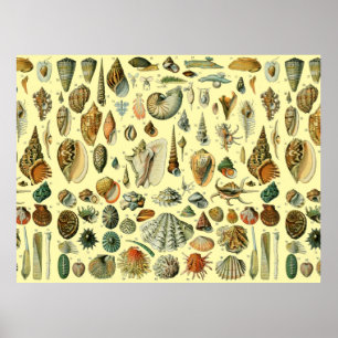 Poster Coquillage Coquille Mollusque Clam Élégant Classiq