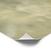 Poster Coquillage de cône vivant (Coin)