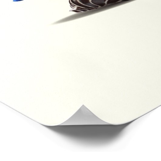 Poster Coquillage et collage d'ivoire (Coin)