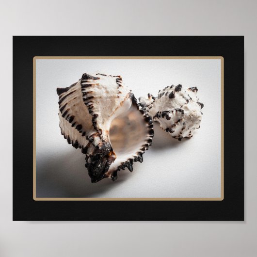 Poster Coquillage noir et blanc Tropical Printable Art (Devant)