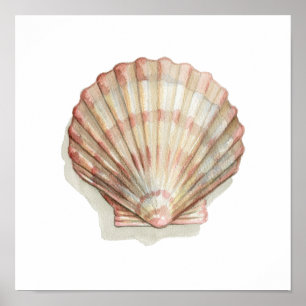 Poster Coquillage rose et crème