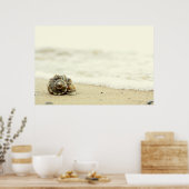 Poster Coquillage Seul Sur La Plage (Cuisine)