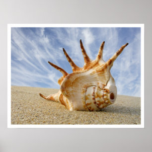 Poster Coquillage Spider Conch sur sable de plage
