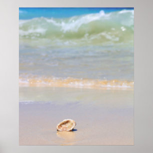 Poster Coquillage sur la plage Cabo Verde