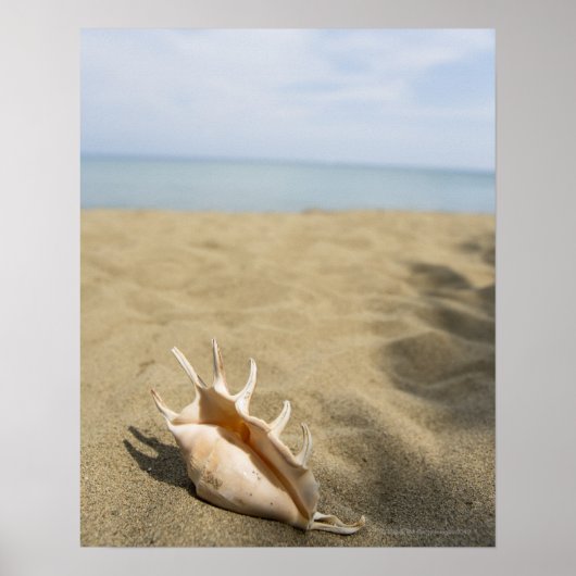 Poster Coquillage sur la plage de sable (Devant)