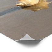 Poster Coquillage sur sable (Coin)