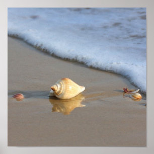 Poster Coquillage sur sable