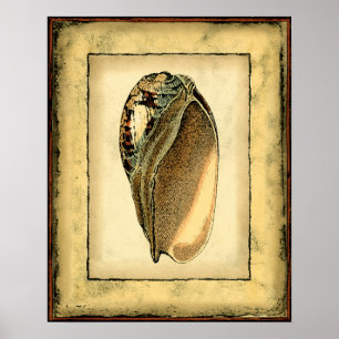 Poster Coquillage vintage rustique