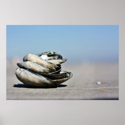 Poster Coquillages (Devant)