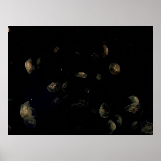 Poster Coquillages blancs (Devant)