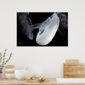 Poster Coquillages blancs (Cuisine)