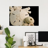 Poster Coquillages Blancs Et Dollar De Sable (Bureau à domicile)