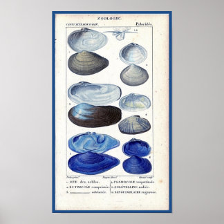 Poster coquillages bleus Botanique vintage art océanique 