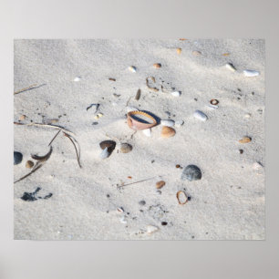 Poster Coquillages dans la couleur de sable 16x20