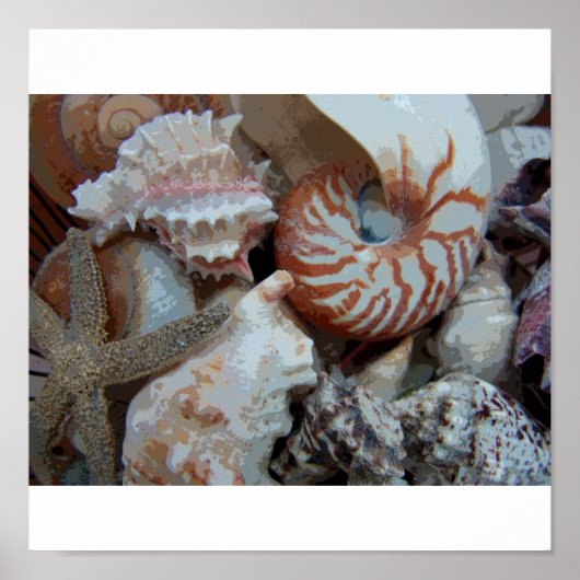 Poster Coquillages de Floride (Devant)