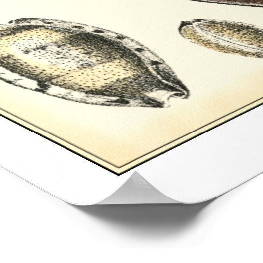 Poster Coquillages De Forme Unique (Coin)