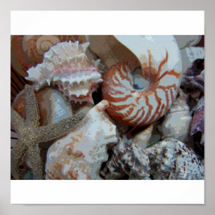 Poster Coquillages de la Floride