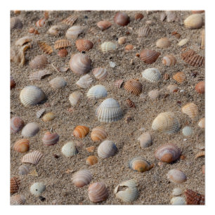 Poster Coquillages marins sur la plage