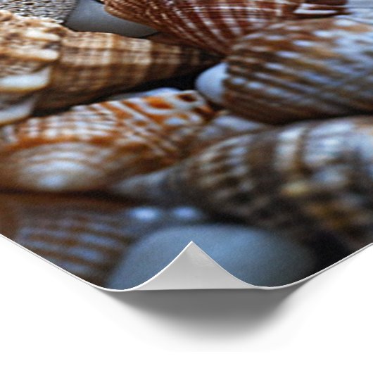 Poster Coquillages Poisson-étoiles Perles Sable d'Orange (Coin)