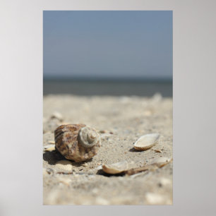 Poster Coquillages sur le sable par la mer