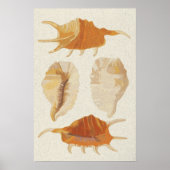 Poster Coquillages texturés (Devant)