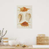 Poster Coquillages texturés (Cuisine)