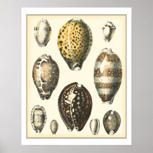 Poster Coquillages uniquement formés